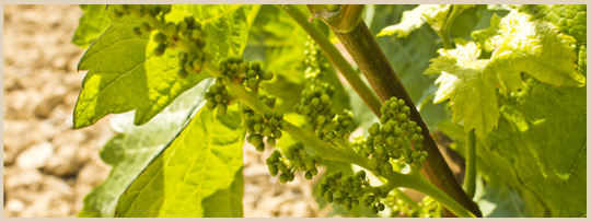 Vid de garnacha blanca